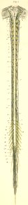 24-4 The spinal cord lying in its opened dura mater along …