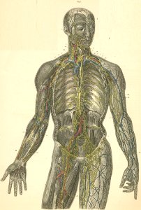 22-1 Lymph vessels of the head, trunk and arm, forearm and…