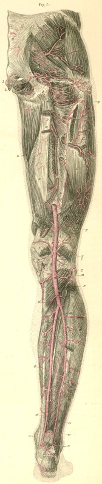 21-3 Arteries of the posterior surface of the pelvis and (…