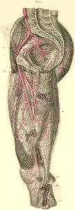 21-2 Arteries on the inner surface of the right thigh and …