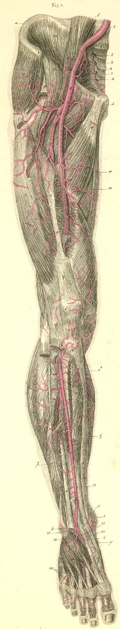 21-1 Arteries of the anterior surface of the thigh, leg, a…