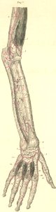 20-2 Arteries of the deep dorsal surface in the right fore…