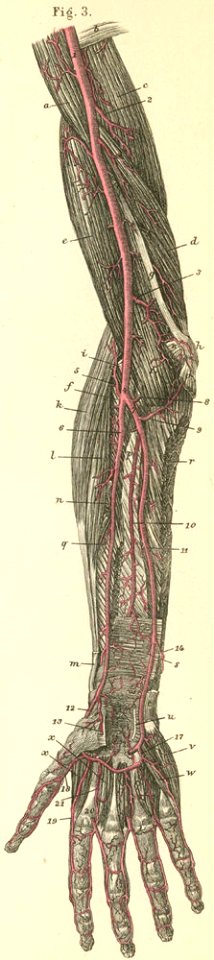 18-3 The deep arteries of the flexor surface of the arm an…