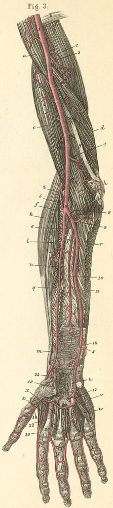 18-3 The deep arteries of the flexor surface of the arm an…