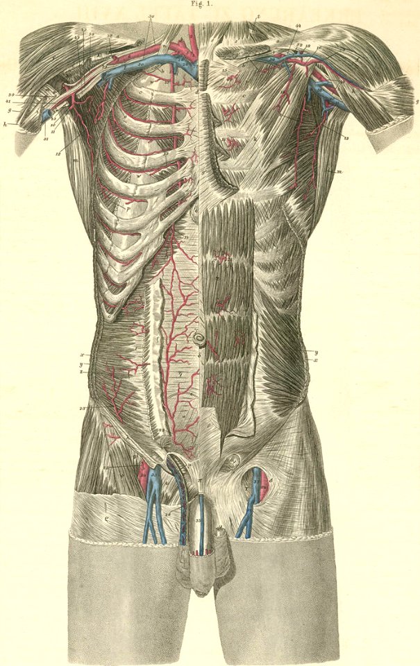 18-1 The arteries of the torso, axilla and upper thigh.
