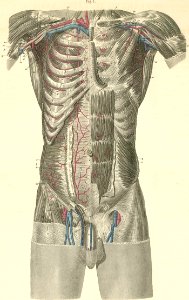 18-1 The arteries of the torso, axilla and upper thigh.