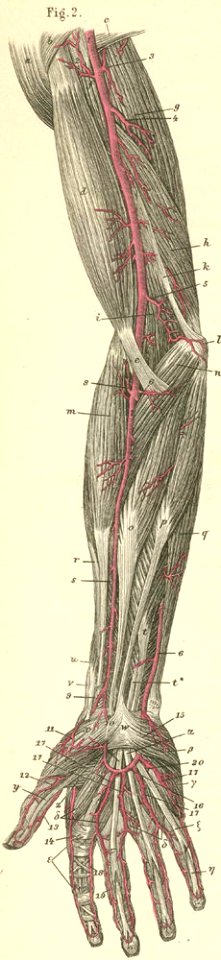 18-2 Overview of the arteries of the flexor side of the ar…