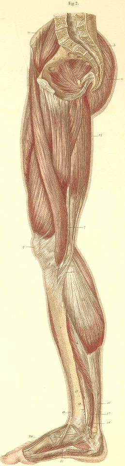 15-2 Muscles of the medial surface of the pelvis, as well …