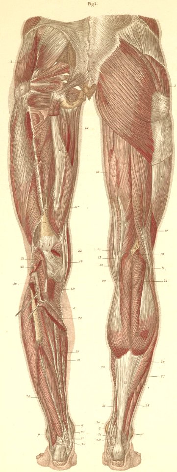 15-1 The superficial and deep muscles of the posterior sur…