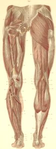 15-1 The superficial and deep muscles of the posterior sur…
