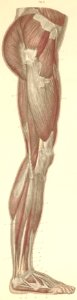 14-2 Muscles of the lateral side of the lower limb.. Free illustration for personal and commercial use.