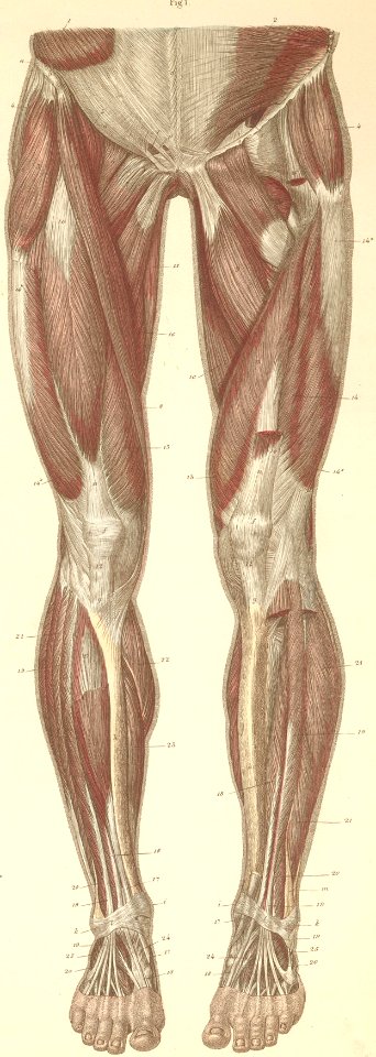 14-1 Muscles of the anterior surface of the lower limb.