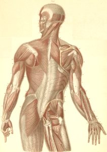 12-1 Muscles of the neck, back, and dorsal surface of the …