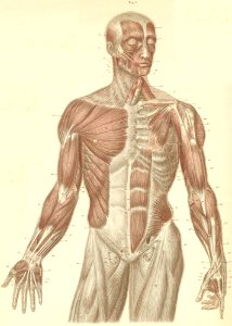 11-1 Head, trunk, and arm muscles, at the anterior surface…