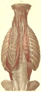 10-7 Deep neck and spinal muscles, after removal of should…
