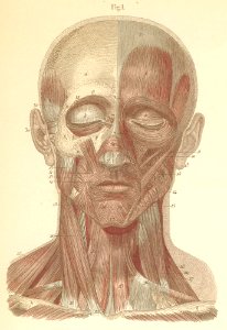 9-1 Superficial face and neck muscles, seen from the front…