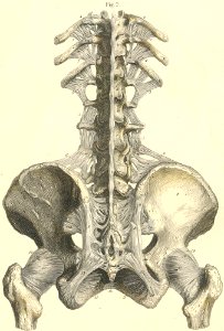 8-2 Ligaments of the lower part of the spine, and of the p…