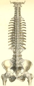 7-1 The ligaments of the vertebra, the proximal ends of th…