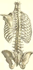 4-1 The bones of the trunk with the left scapula, seen fro…
