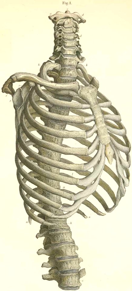 3-1 The vertebrae of the thorax, with the cervical, lumbar…