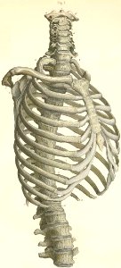 3-1 The vertebrae of the thorax, with the cervical, lumbar…