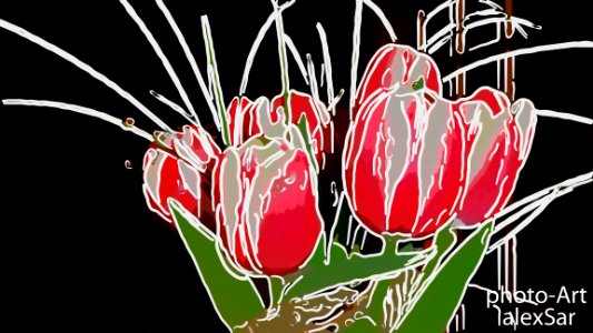 tulips. Free illustration for personal and commercial use.