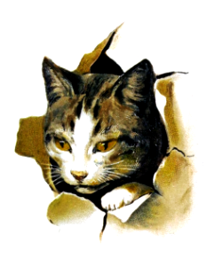 Cat rip