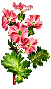 Flowers Bouquet