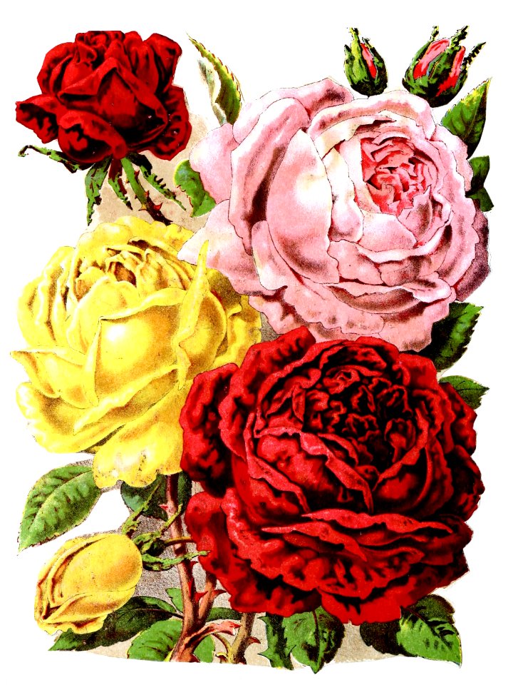 Roses Flowers