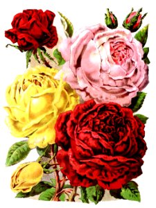 Roses Flowers. Free illustration for personal and commercial use.
