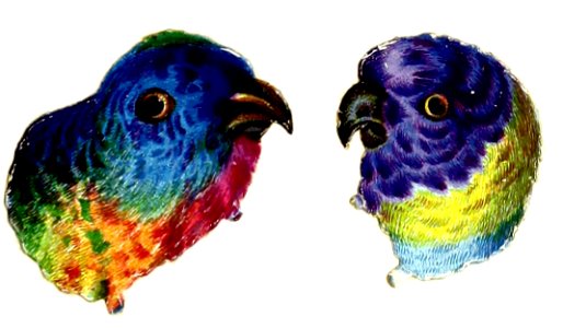 Bird Parrots Vintage. Free illustration for personal and commercial use.