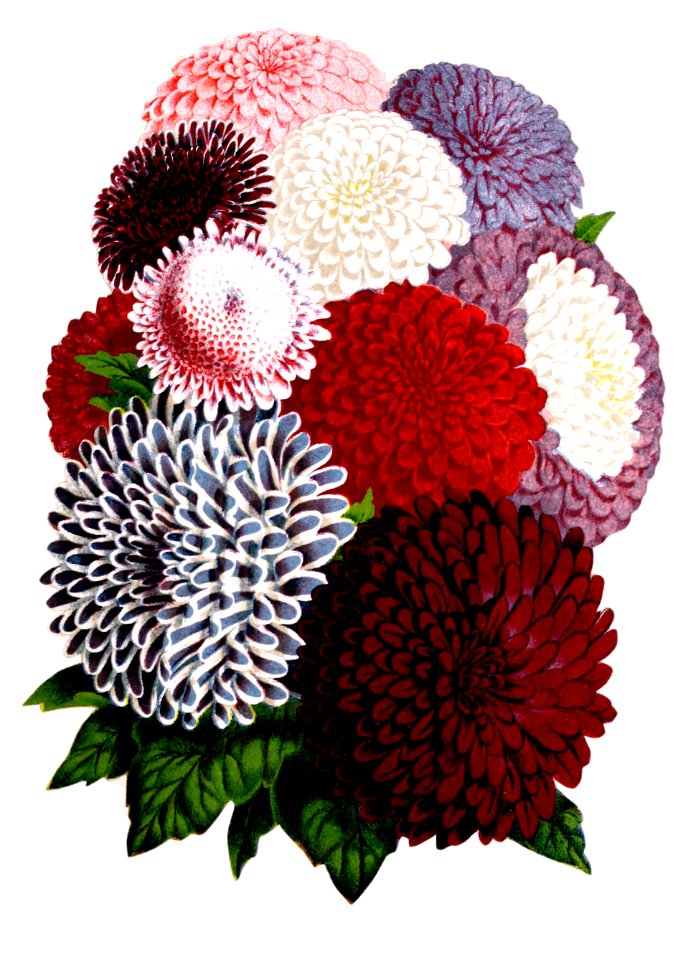 Floral Bouquet