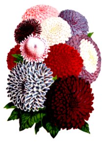 Floral Bouquet