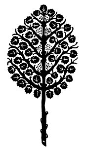 oak tree