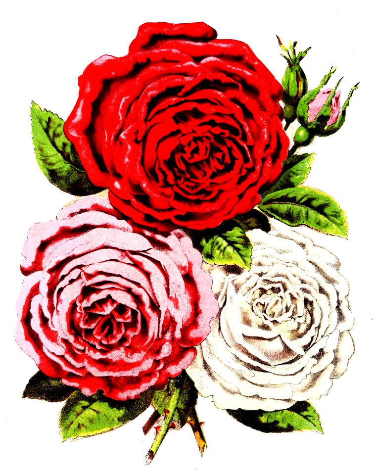 scrapbook00pers_0080