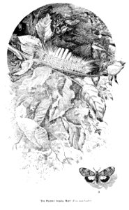 Forest insects of Australiaby Froggatt, Walter W. (Walter …