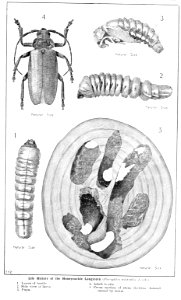 Forest insects of Australiaby Froggatt, Walter W. (Walter …
