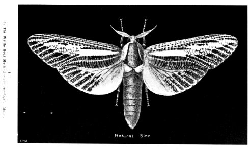 Forest insects of Australiaby Froggatt, Walter W. (Walter …