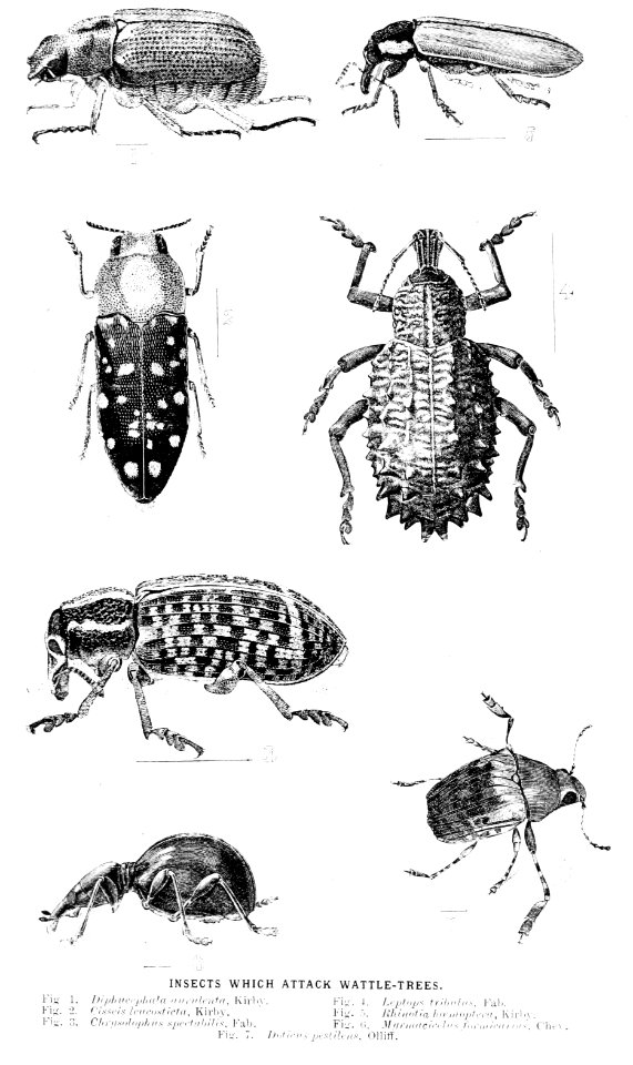 Forest insects of Australiaby Froggatt, Walter W. (Walter …