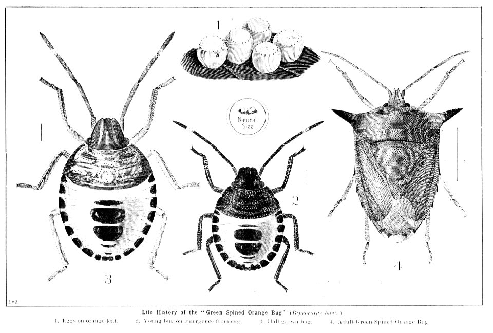 Forest insects of Australiaby Froggatt, Walter W. (Walter …