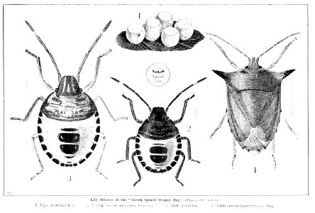 Forest insects of Australiaby Froggatt, Walter W. (Walter …