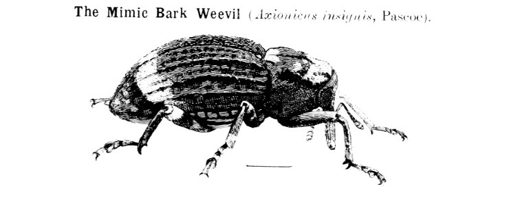 Forest insects of Australiaby Froggatt, Walter W. (Walter …