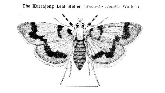 Forest insects of Australiaby Froggatt, Walter W. (Walter …