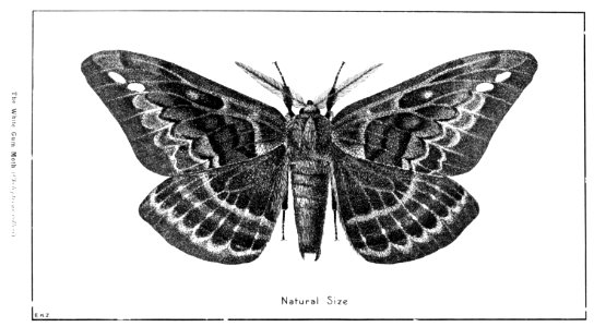 Forest insects of Australiaby Froggatt, Walter W. (Walter …