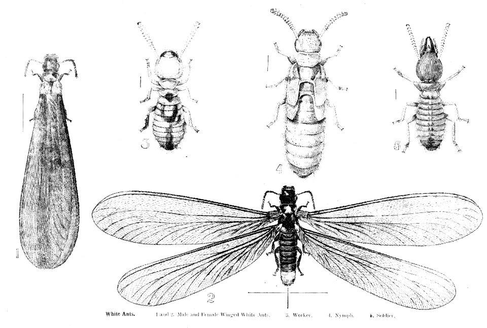 Forest insects of Australiaby Froggatt, Walter W. (Walter …