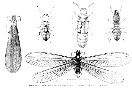 Forest insects of Australiaby Froggatt, Walter W. (Walter …