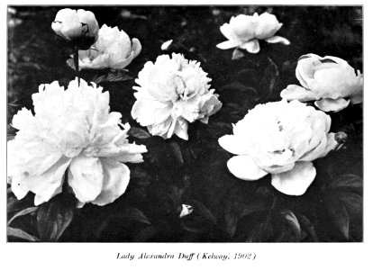 Peonies in the little garden by Alice Howard Harding publi…