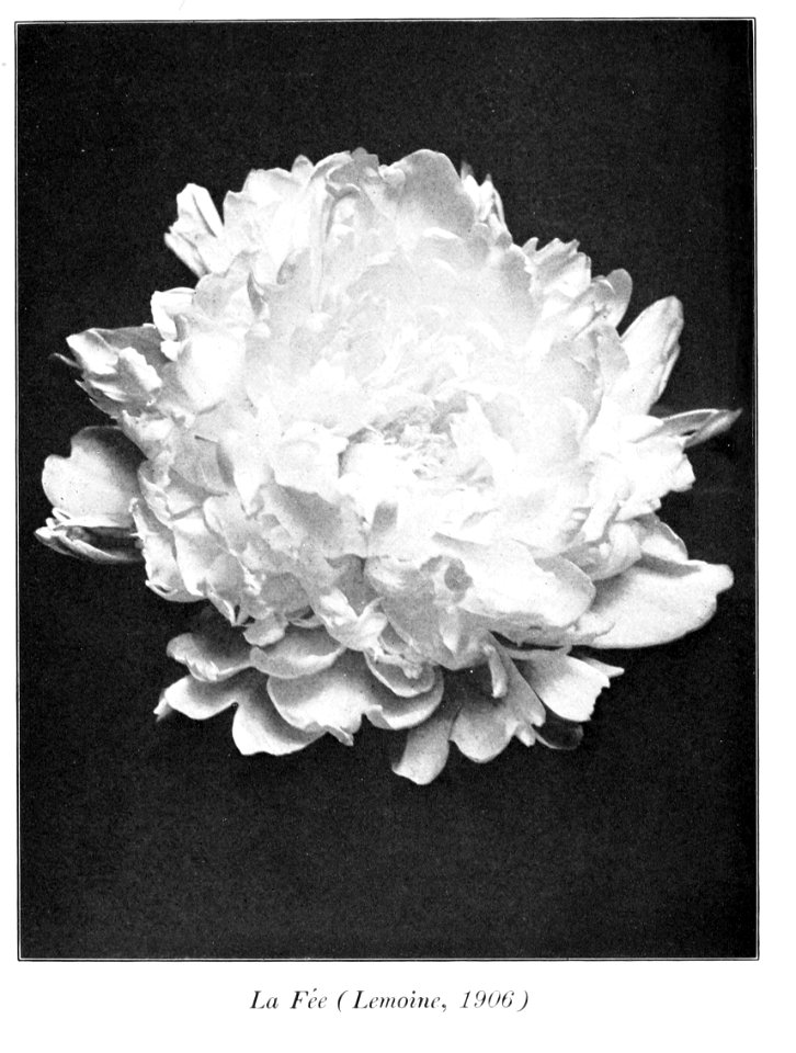 Peonies in the little garden by Alice Howard Harding publi…