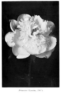 Peonies in the little garden by Alice Howard Harding publi…