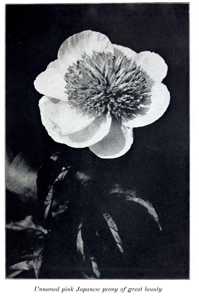 Peonies in the little garden by Alice Howard Harding publi…